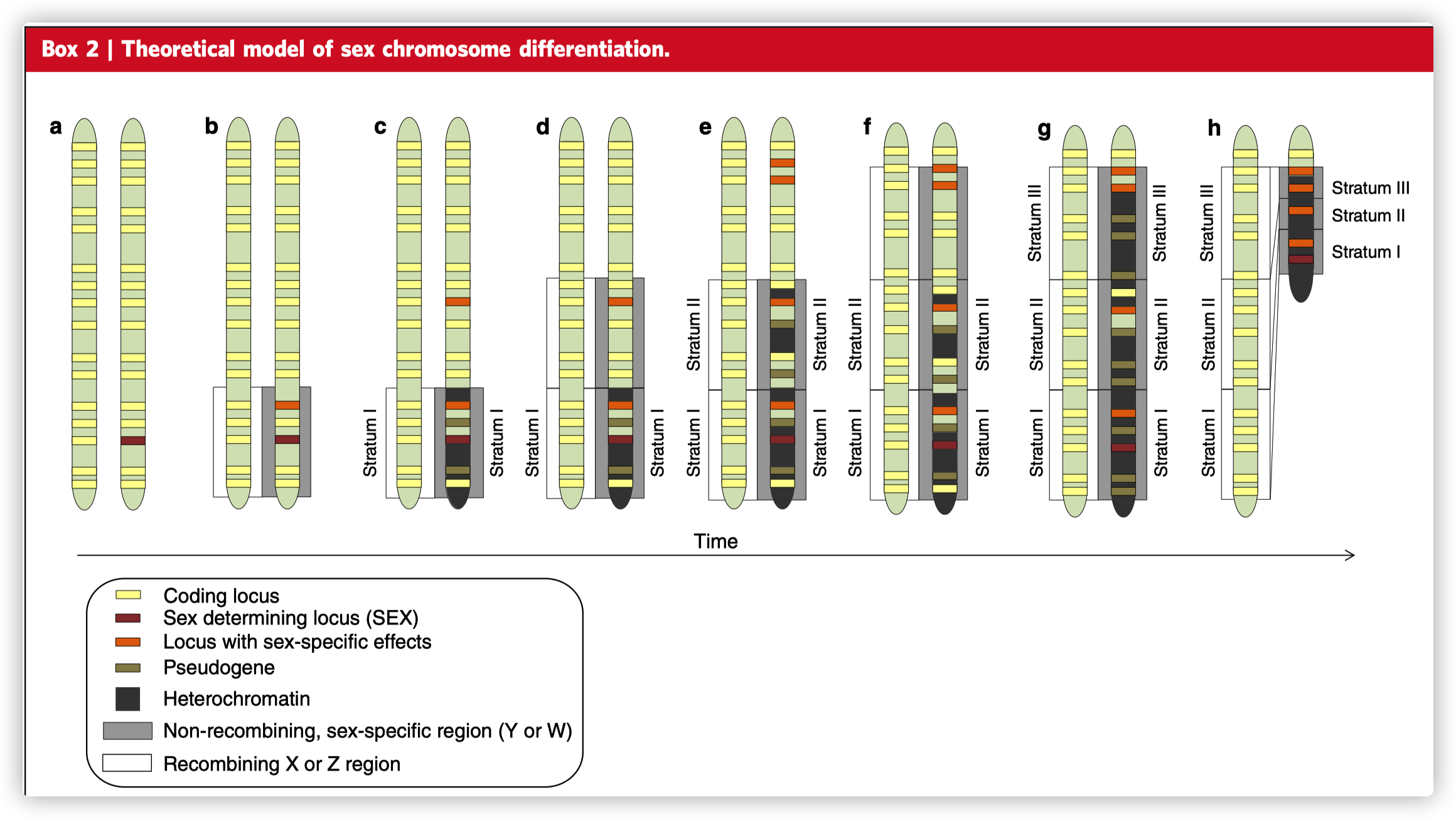 Theoretical model of sex chromosome differentiation.