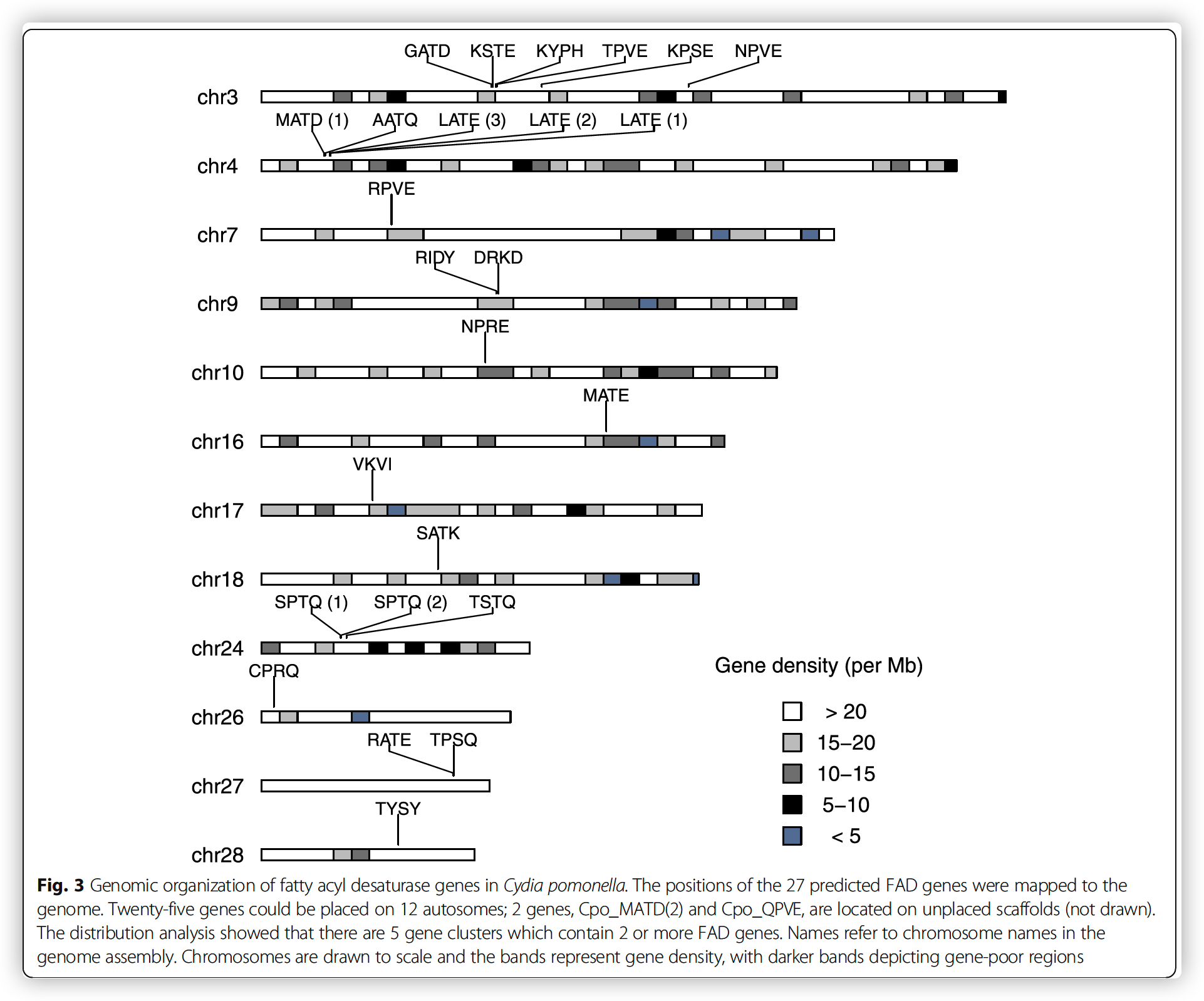 Genomic organization of fatty acyl desaturase genes in Cydia pomonella.