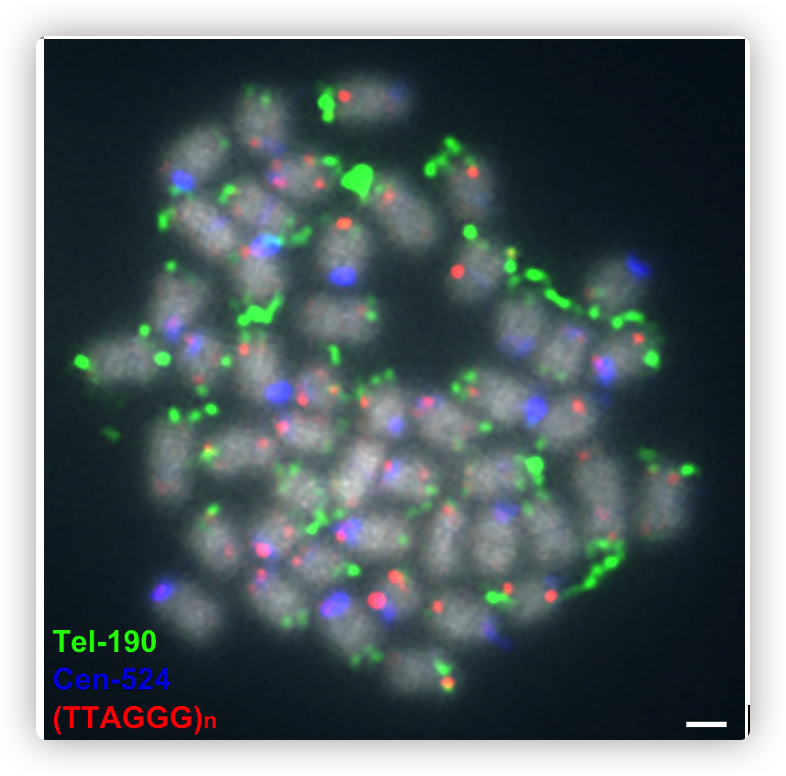 Fig S6 FISH mapping of Cen-524 and Tel-190 probes on somatic metaphase chromosomes.