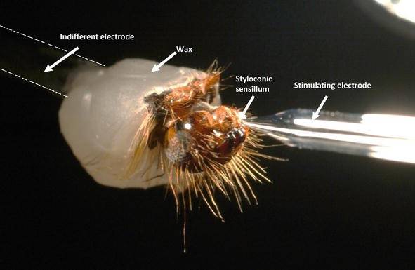 Figure 6. Photograph of the electrophysiological tip-recording technique as explained in more detail in Figure 2.