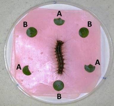 Figure 3. Experimental set-up for two-choice feeding behavioral bioassay showing the arrangement of control (A) leaf disks and those treated with an alkaloid (B). T