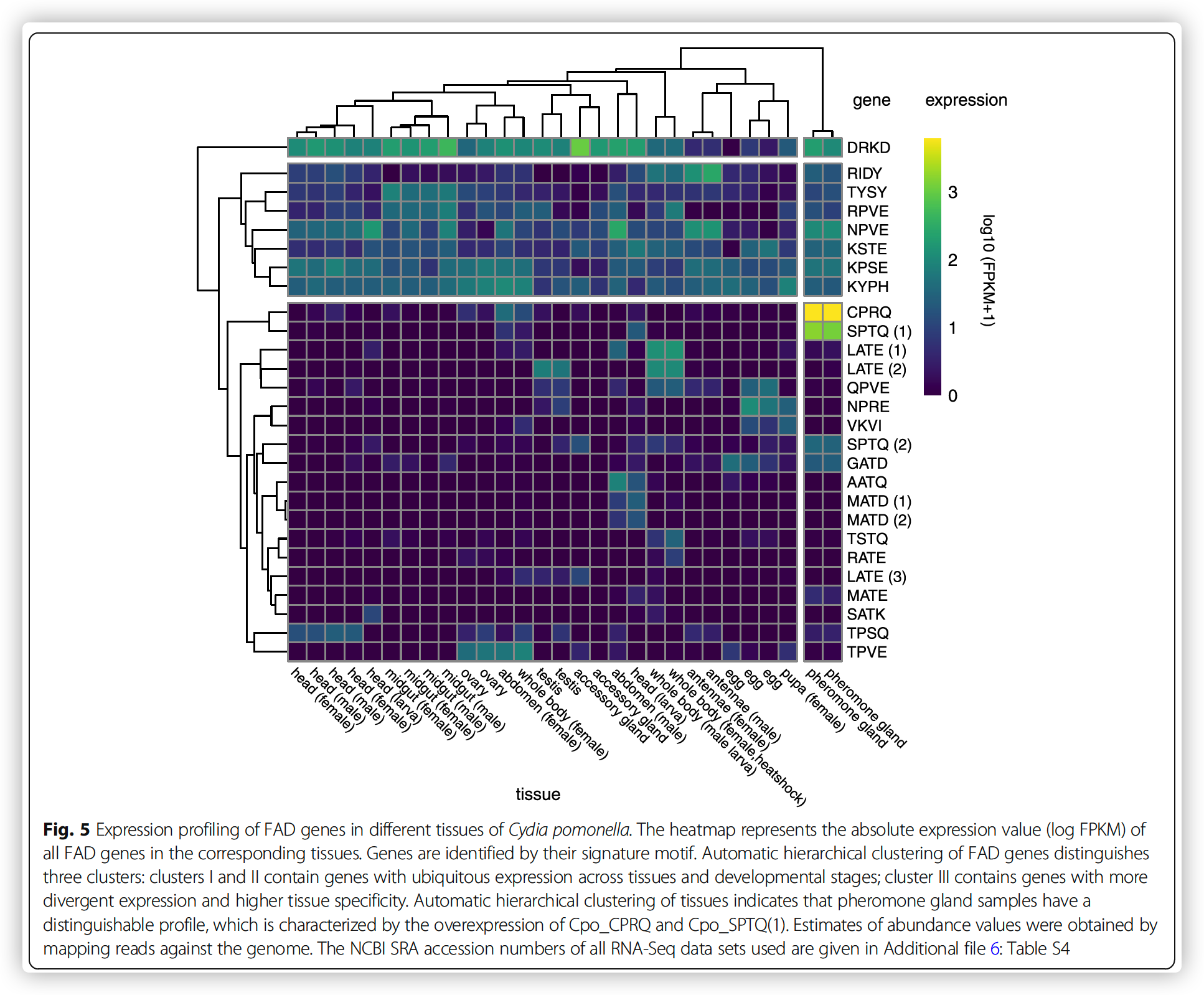 Expression profiling of FAD genes in different tissues of Cydia pomonella.
