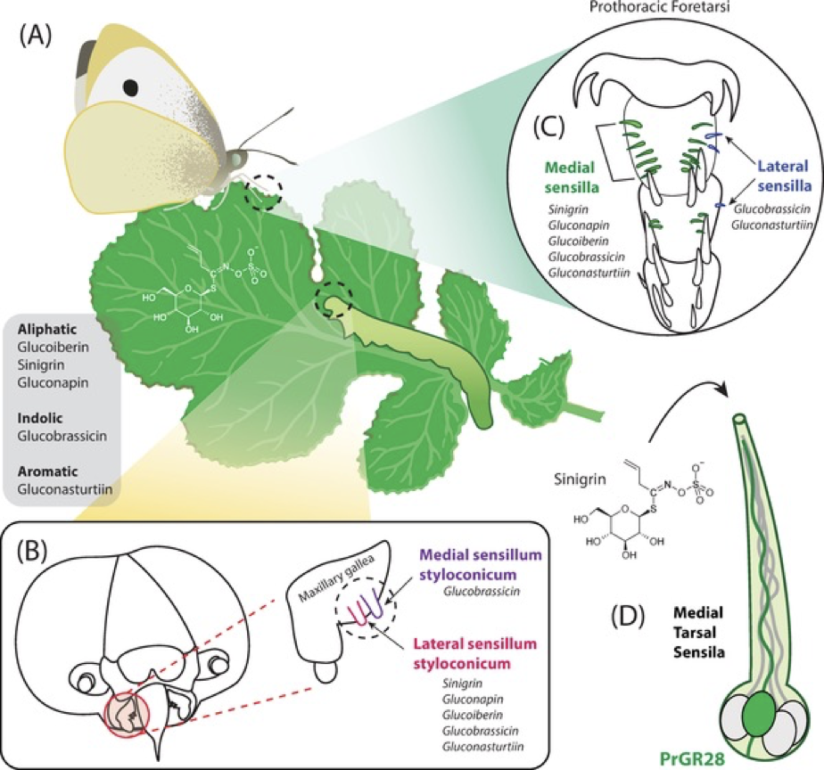 Whiteman NK, Peláez JN (2021) Taste-testing tarsi: Gustatory receptors for glucosinolates in cabbage butterflies.