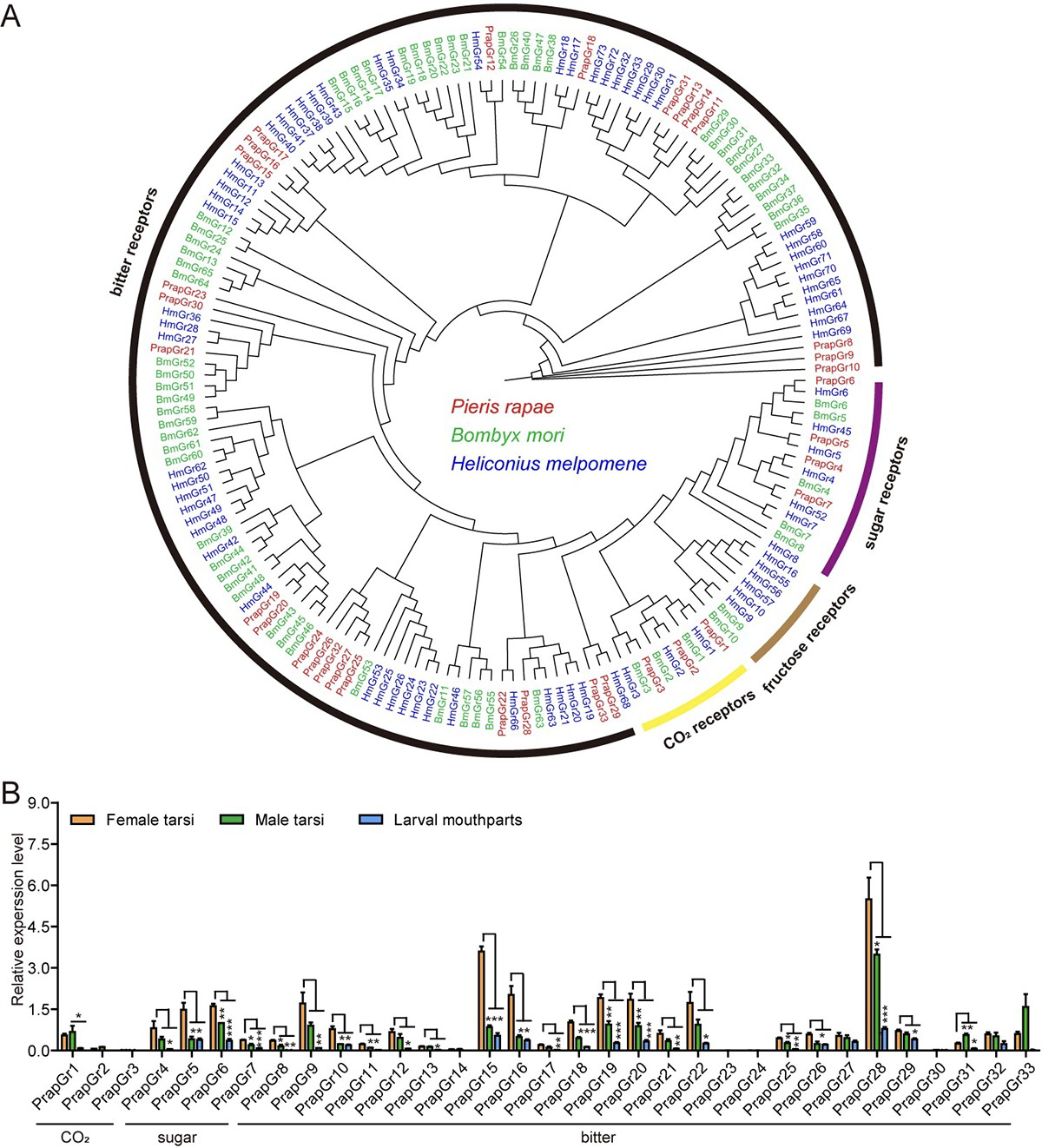 Fig 5. Phylogenetic relationships and tissue expression patterns of GR genes in P. rapae.