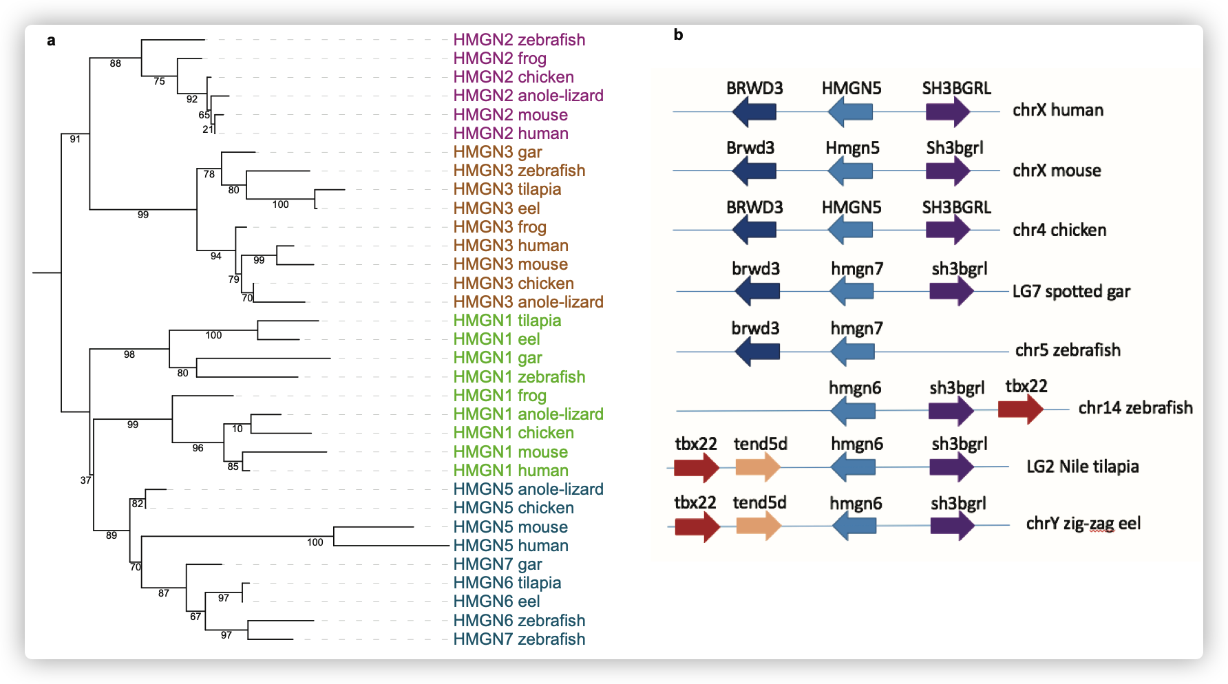 Fig S10 The phylogeny and gene synteny of HMGN6.