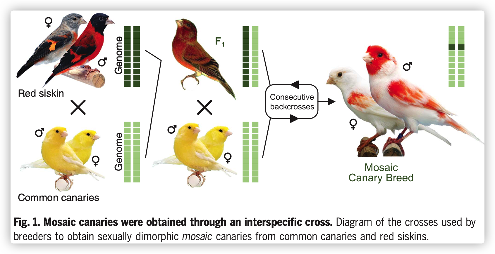 Fig. 1. Mosaic canaries were obtained through an interspecific cross.