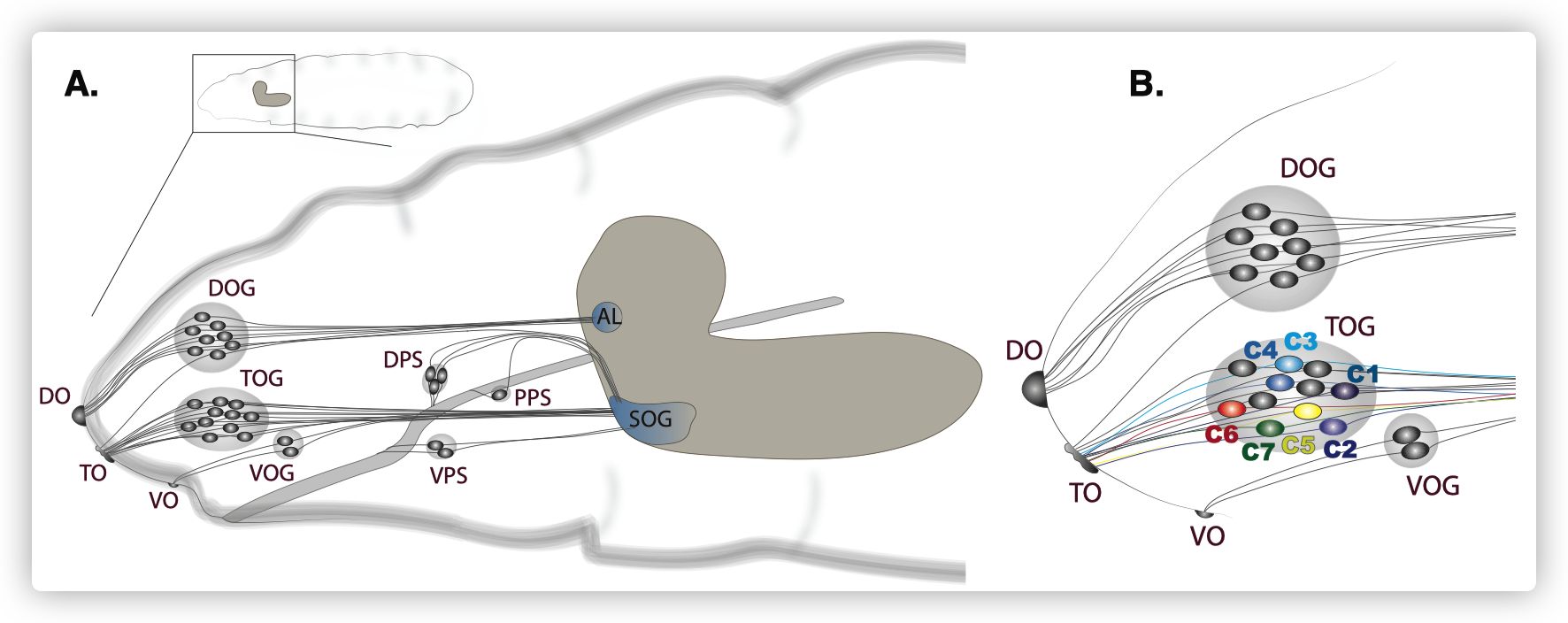 Peripheral taste neurons of the fruit fly larva.