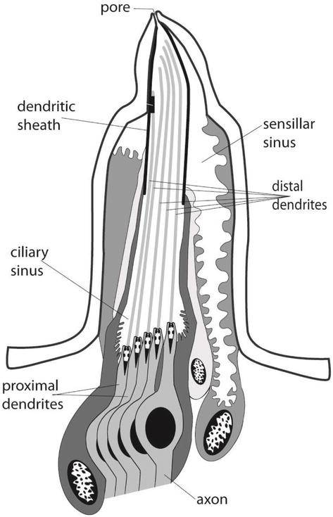 Figure 2. Diagrammatic reconstruction of a uniporous styloconic sensillum of the gypsy moth, Lymantria dispar, shown in longitudinal section.