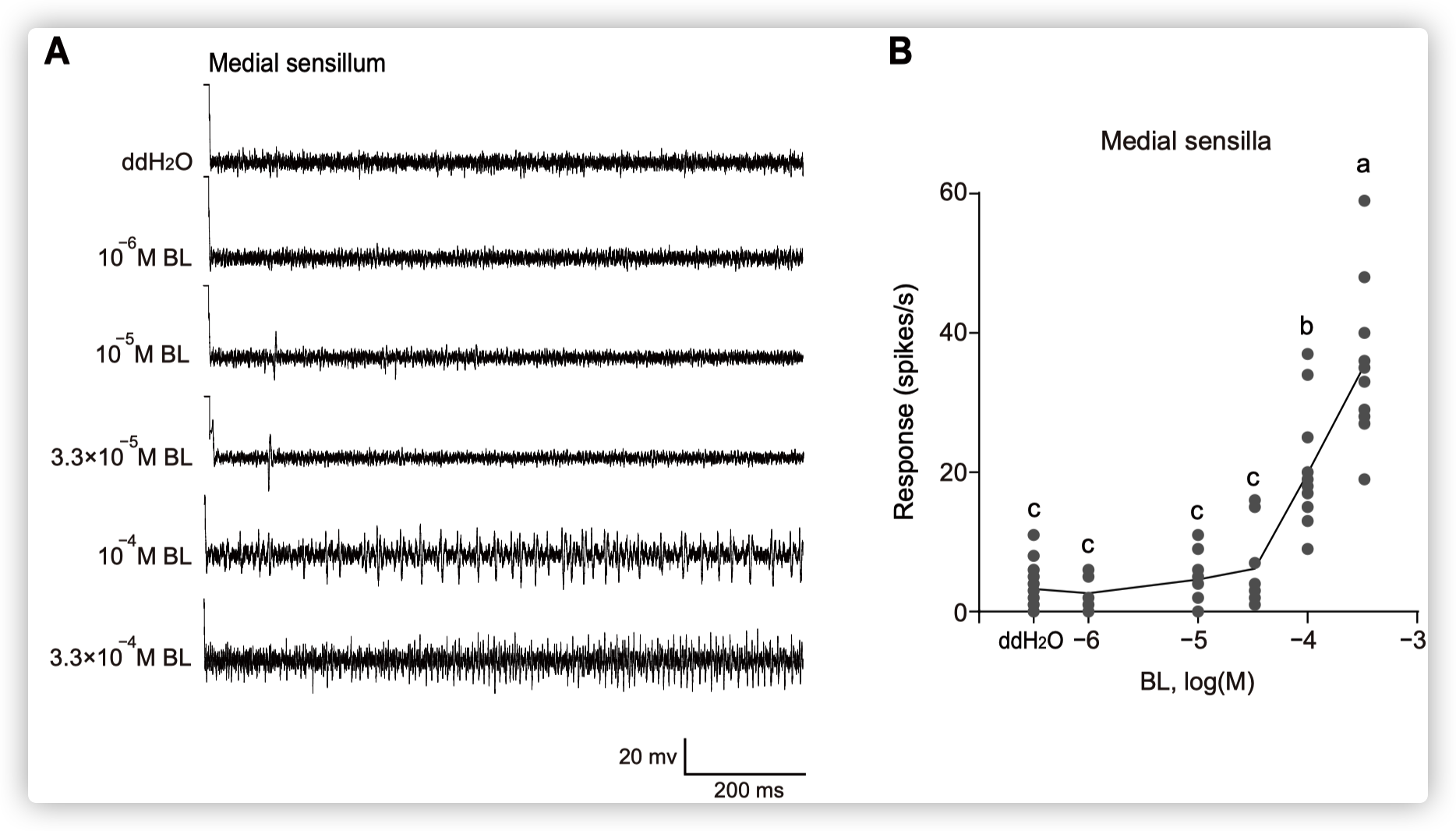 The medial sensilla styloconica showed a dose-dependent response to BL.