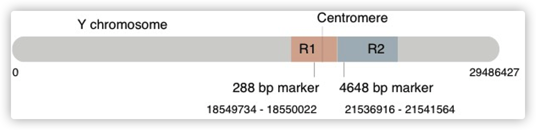 Mapping of male-specific marker on the sex chromosome