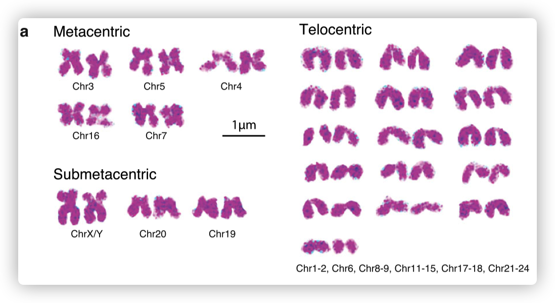 The karyotype and identification of centromeres.