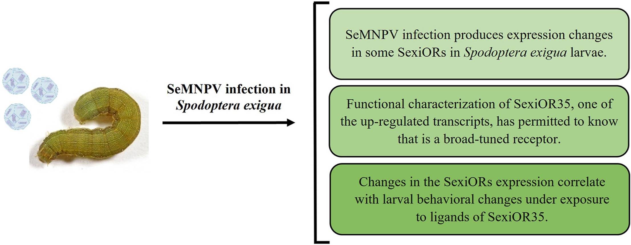 SeMNPV infection in Spodoptera exigua.