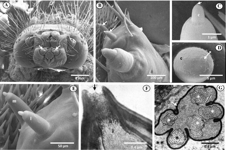 Figure 1. A-E, scanning electron micrographs and F, G, transmission electron micrographs of Lymantria dispar (L.) fifth instar larvae.